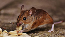 24 Hour & Emergency Exterminators in Islandia, NY